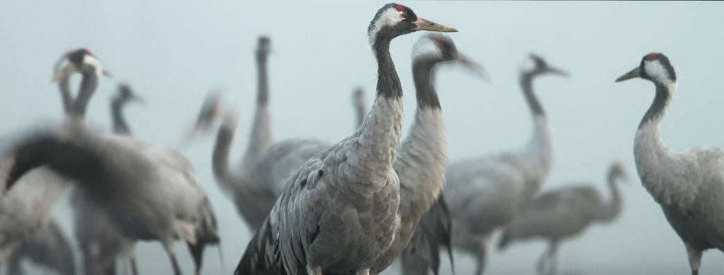 Séjour Grues