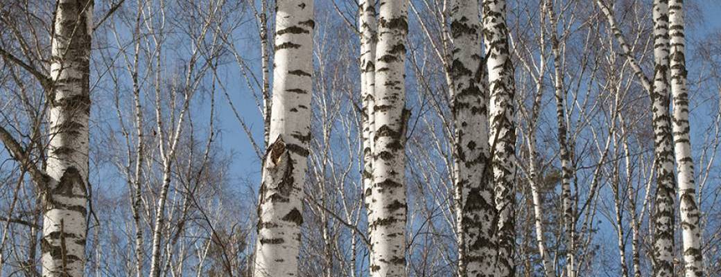 Sève bouleau