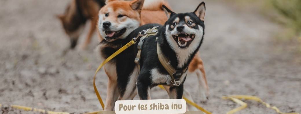 ShiBalade - Deauville Page 