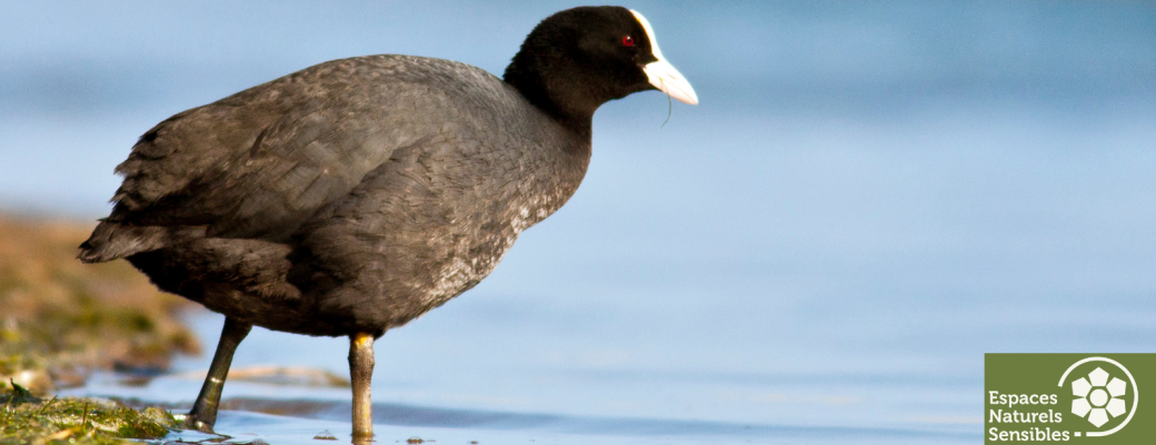 A la découverte des oiseaux d’eau