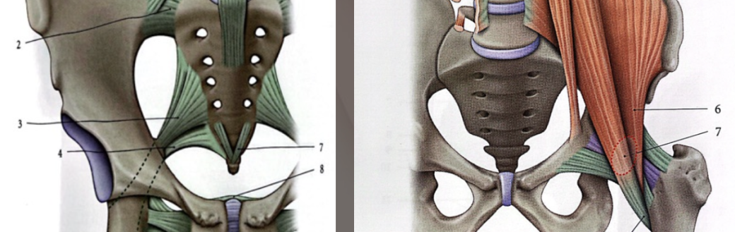 Anatomie & Physiologie du Slow Rebozo