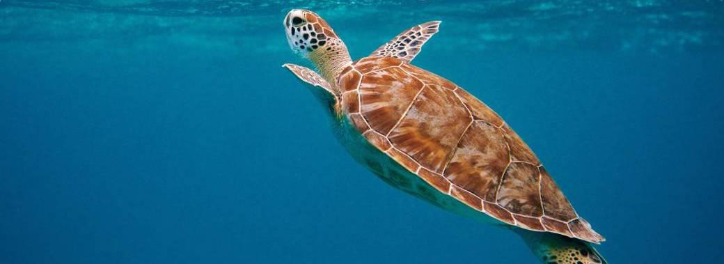 SNORKELING TOUR  2026