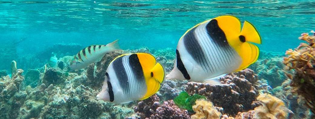 Snorkeling tour