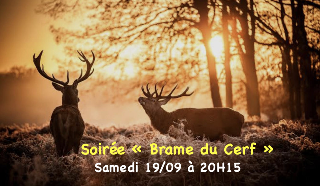 Soirée "Brame du Cerf" en Ardennes