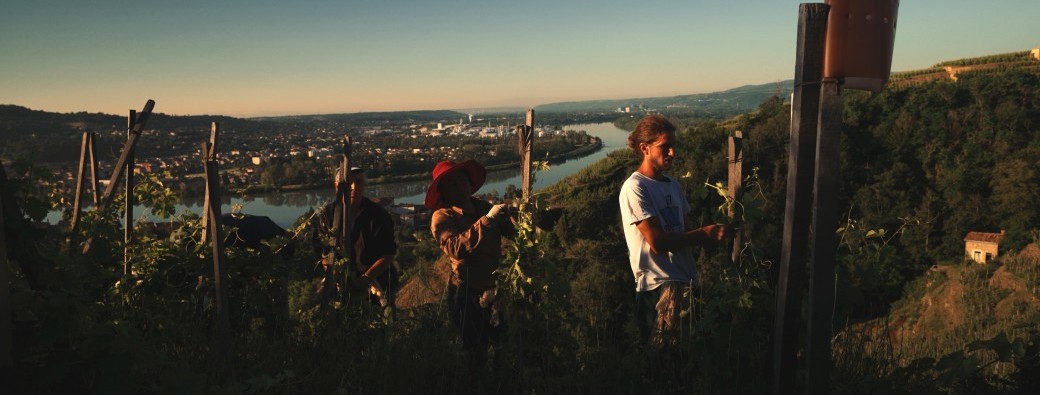 Soirée Ciné'Vignes