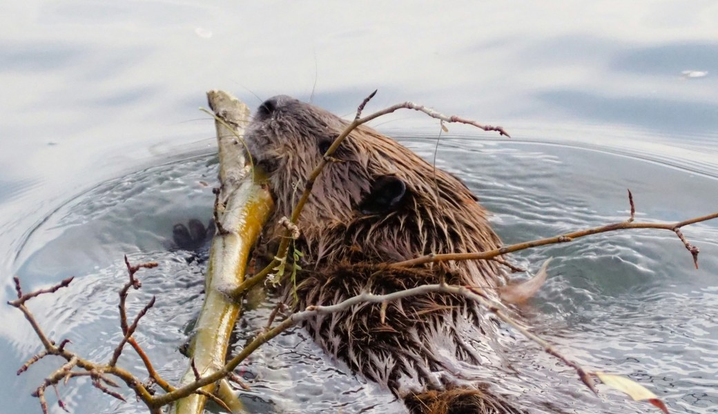 Soirée découverte : Le castor, ingénieur de la nature 