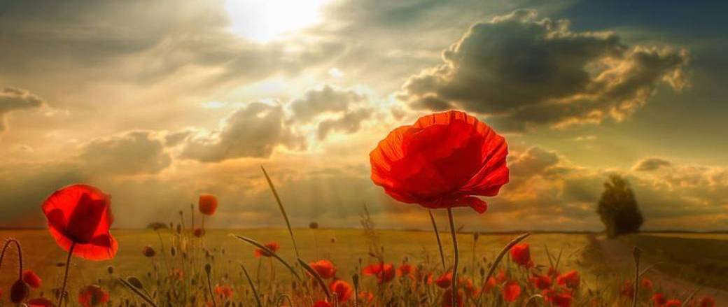 Sophie Lafalize Normandie