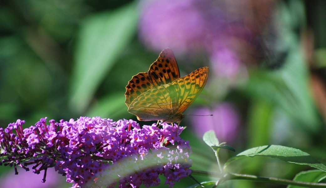 sophro-relaxation groupe