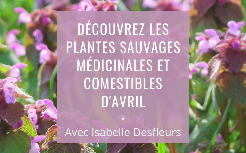 SORTIE A Plantes sauvages comestibles et médicinales d'Avril (Bois de Vincennes)
