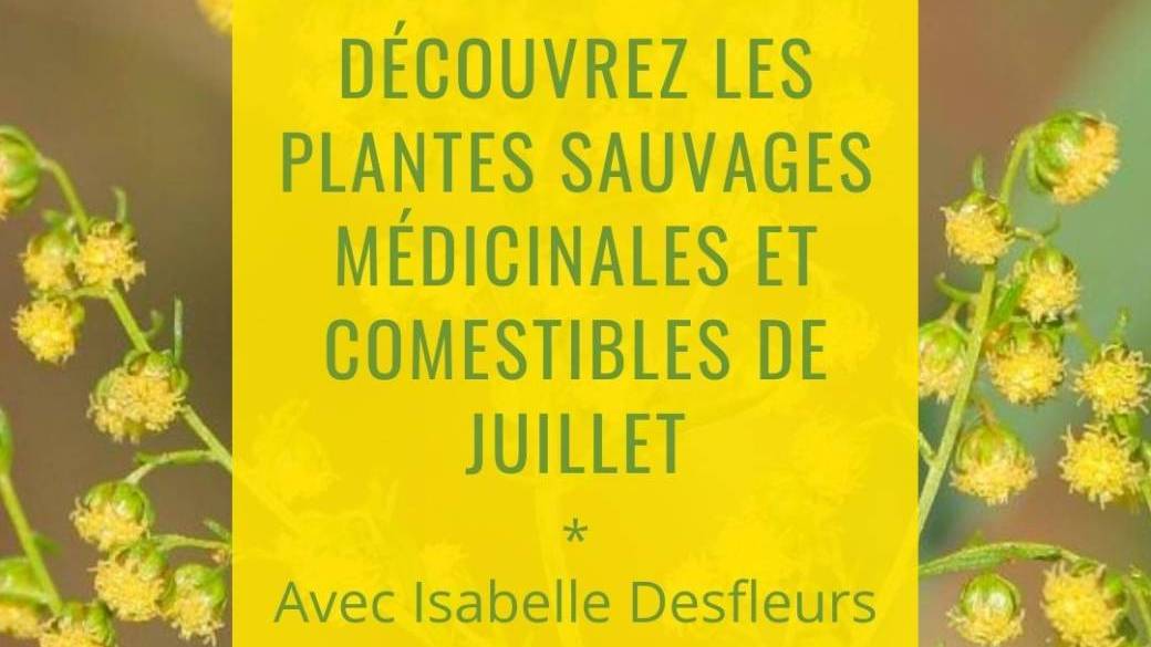 SORTIE A Plantes sauvages comestibles & médicinales de Juillet (Bois de Vincennes)