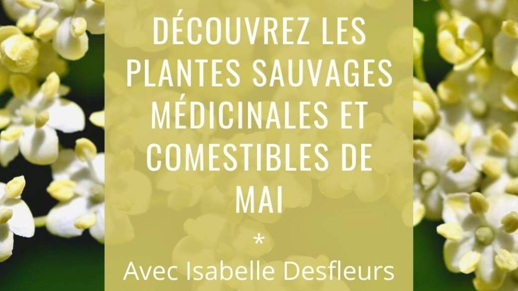 SORTIE A Plantes sauvages médicinales & comestibles de Mai (Bois de Vincennes)