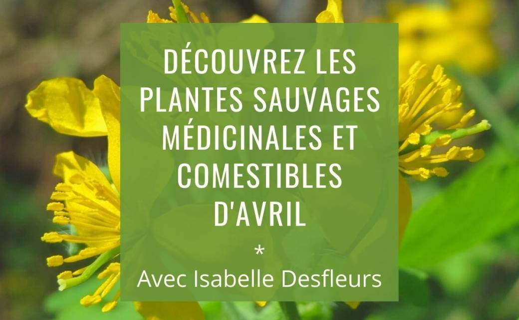 SORTIE B Plantes sauvages comestibles et médicinales d'Avril (Bois de Vincennes)