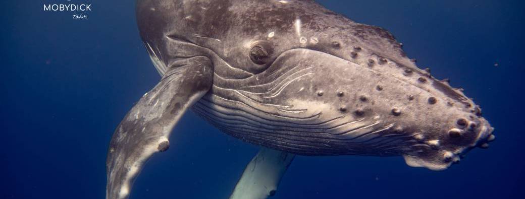 Whale Watching with Mobydick (2025)