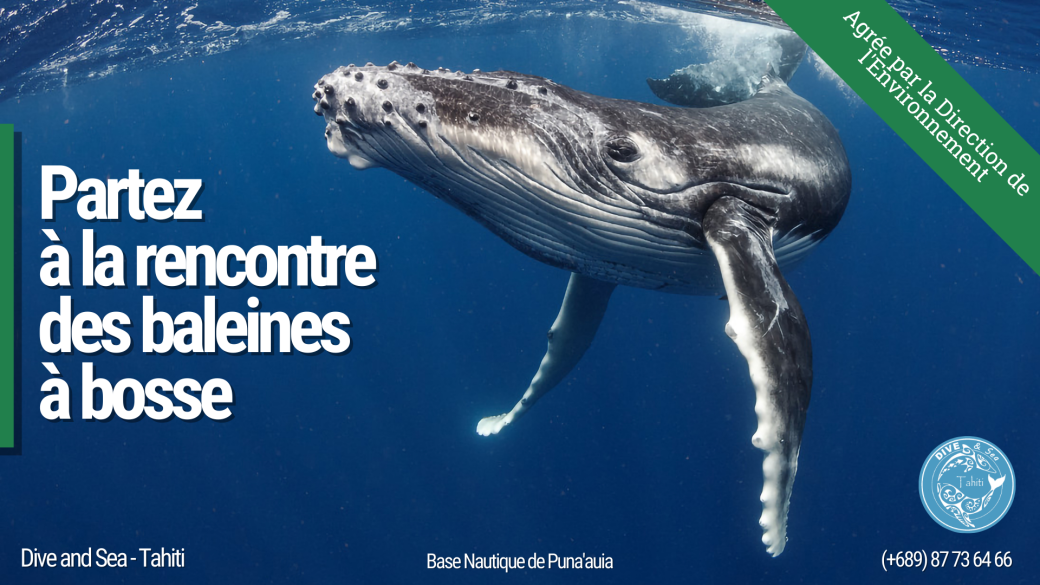 Sortie Baleines 2024 Sortie Baleines 2024