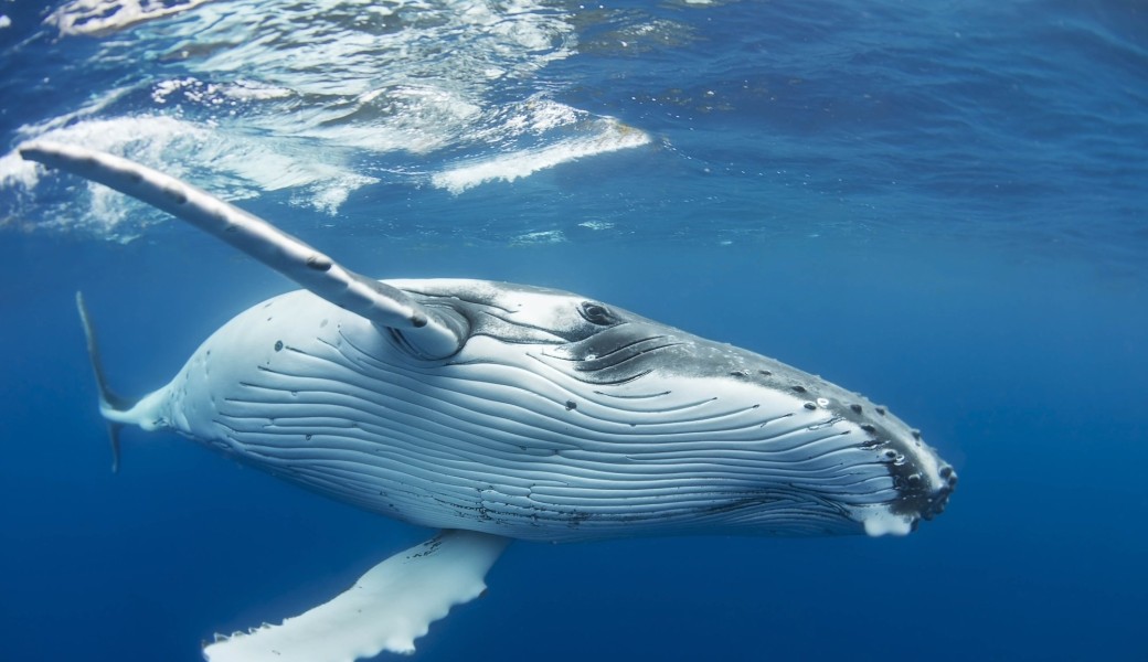 Sortie Baleines 2026 SARL Mokarran Diving 