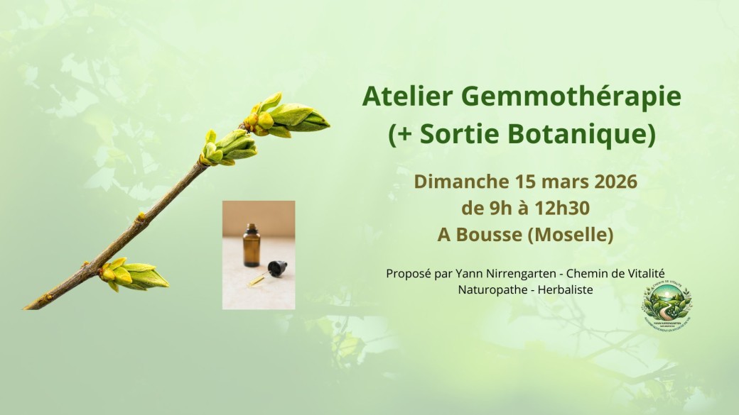 Sortie Botanique & Atelier réalisation de son macérat de Gemmothérapie