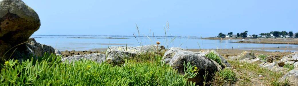 Sortie botanique : découverte des algues et des plantes comestibles du bord de mer