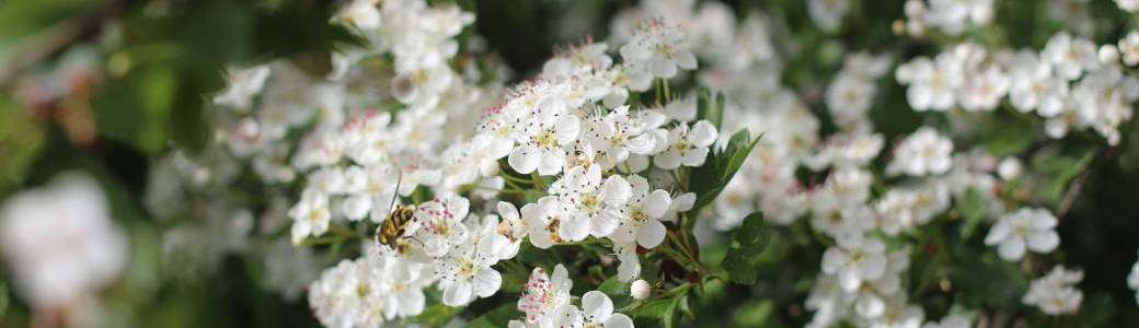 Sortie botanique : découverte des plantes des sentiers des sous-bois