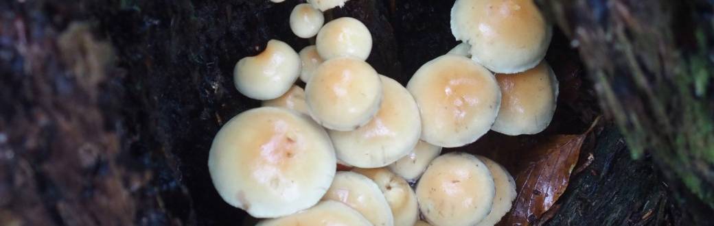 Sortie champignons