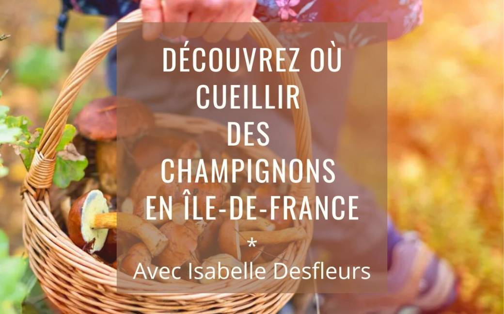 Sortie Champignons en Forêt de Dourdan