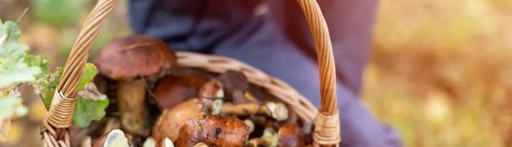 [COMPLET] Sortie Champignons en Forêt de Fontainebleau