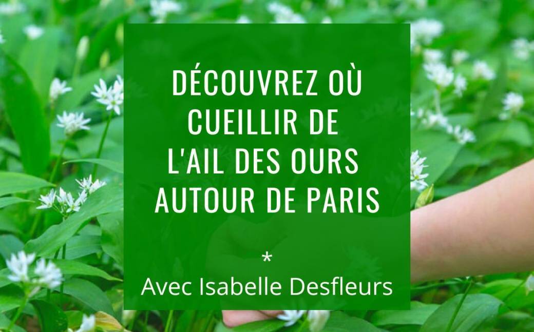 SORTIE Cueillette AIL DES OURS autour de Paris