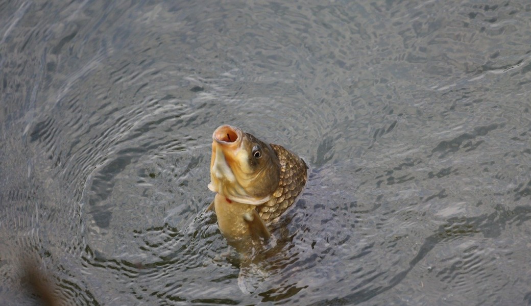 La pêche de vidange, aux premières loges !