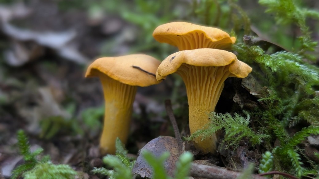 Sortie découverte des champignons