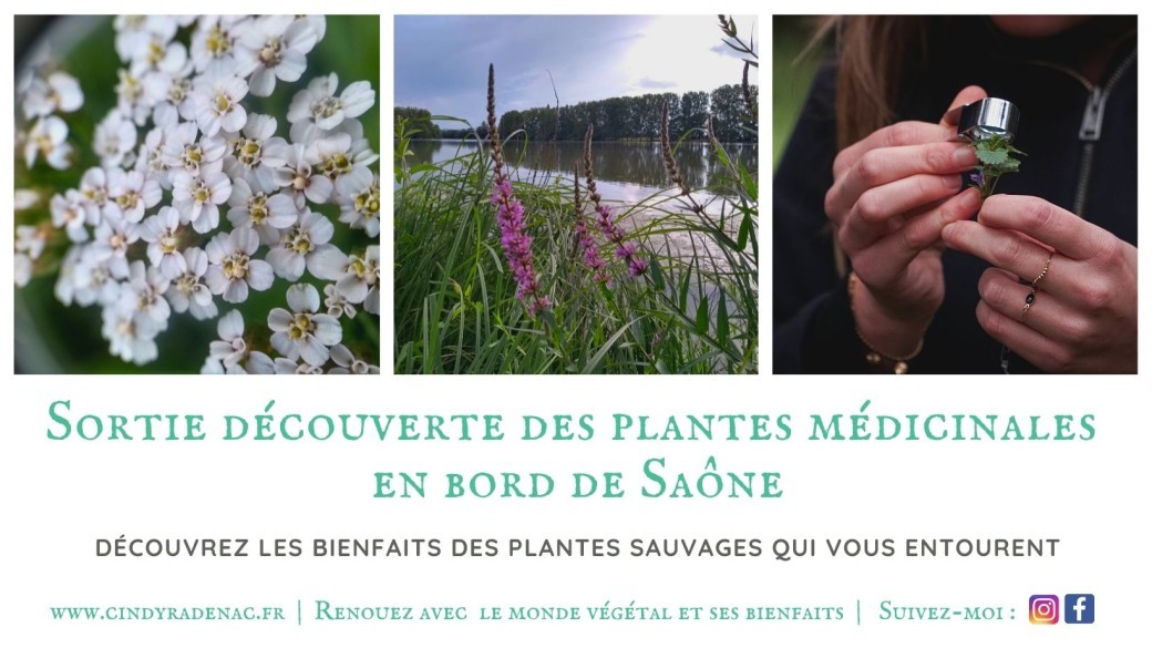 Sortie découverte des plantes médicinales en bord de Saône