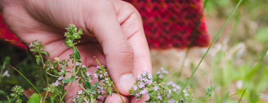 Sortie Découverte des plantes sauvages médicinales & comestibles du Bois de Boulogne
