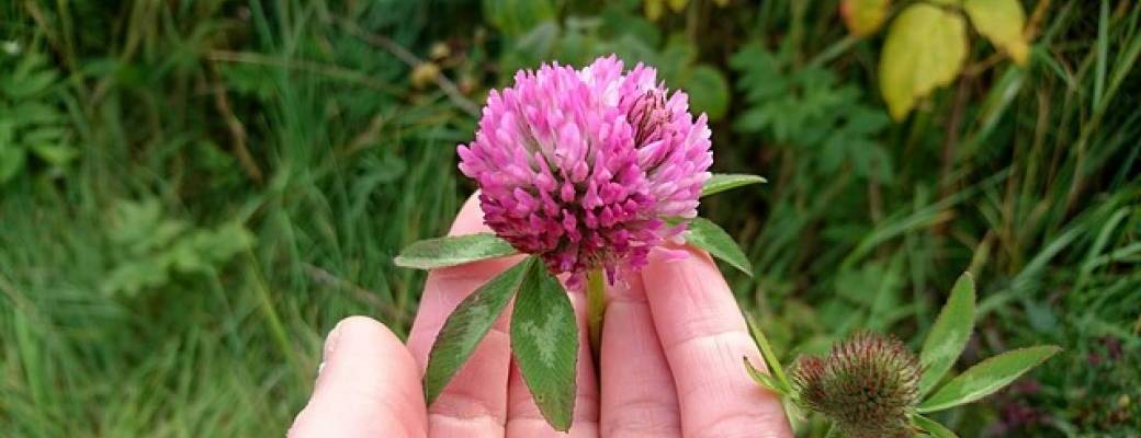 Sortie Découverte des plantes sauvages médicinales & comestibles du Bois de Vincennes