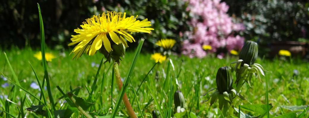 Sortie Découverte des plantes sauvages médicinales & comestibles du Bois de Vincennes