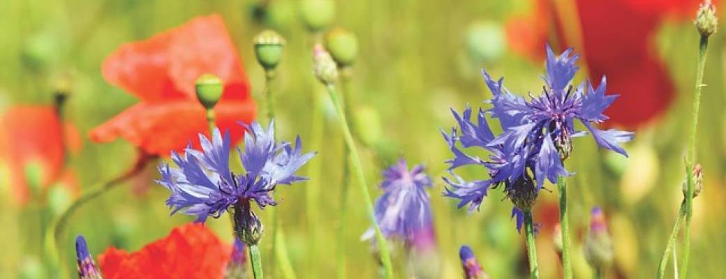Sortie Découverte des plantes sauvages médicinales & comestibles du Bois de Vincennes
