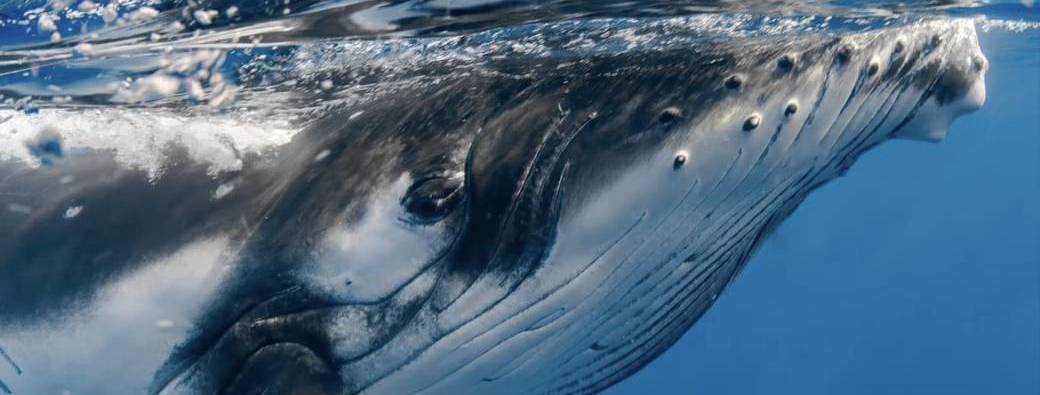 Sortie d'observation des Baleines / Whale Watching