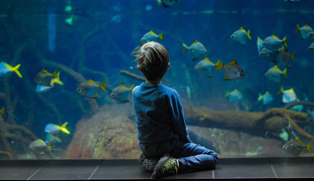 Sortie famille : l'aquarium