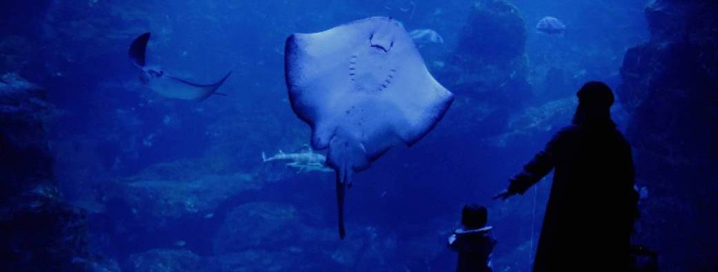 SORTIE INTERGÉNÉRATIONNELLE : AQUARIUM DE PARIS ET BALADE AU TROCADÉRO