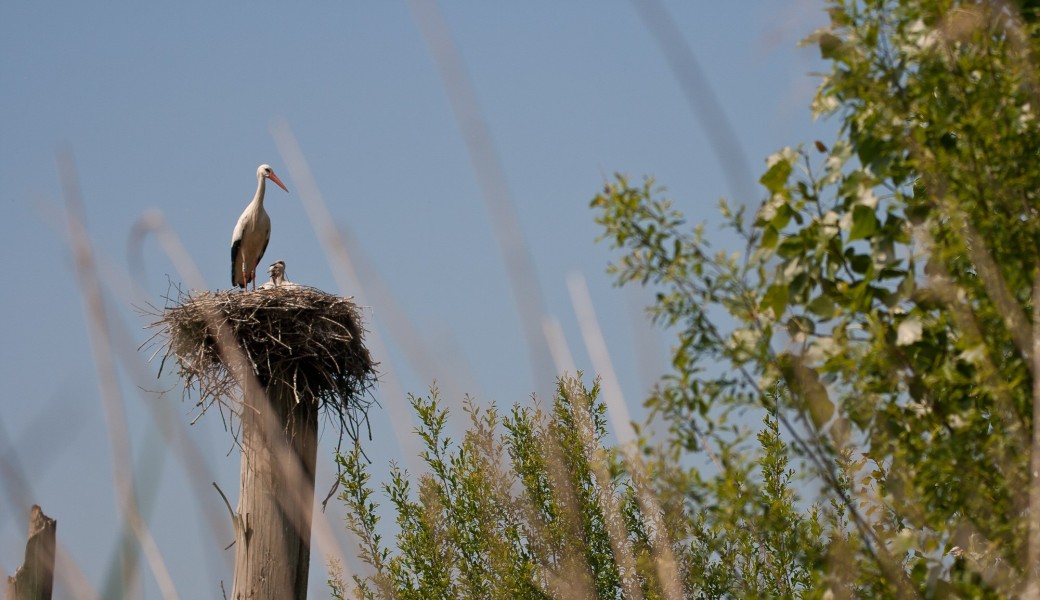 Sortie marais et cigognes