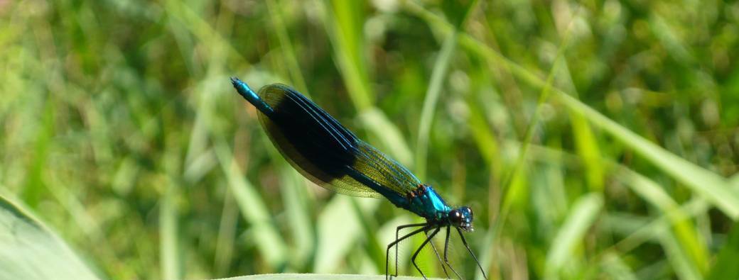 Sortie nature GRATUITE "A la rencontre des libellules"
