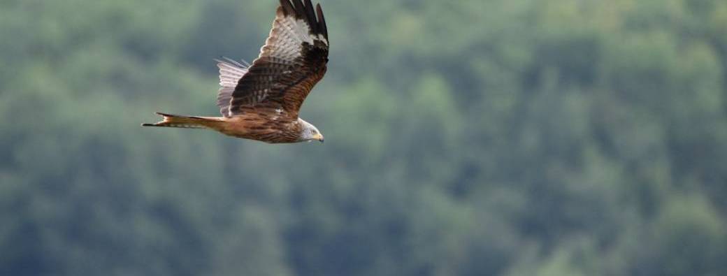 Sortie Nature dans la vallée de l'Epte - Observation des rapaces et Formation photos 