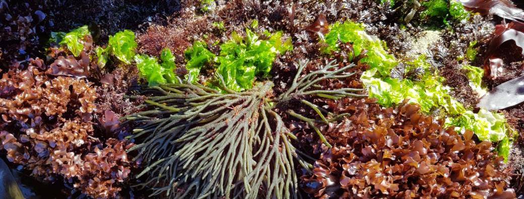 Sortie nature "Dans les pas du cueilleur d'algues, suivie d'une dégustation"