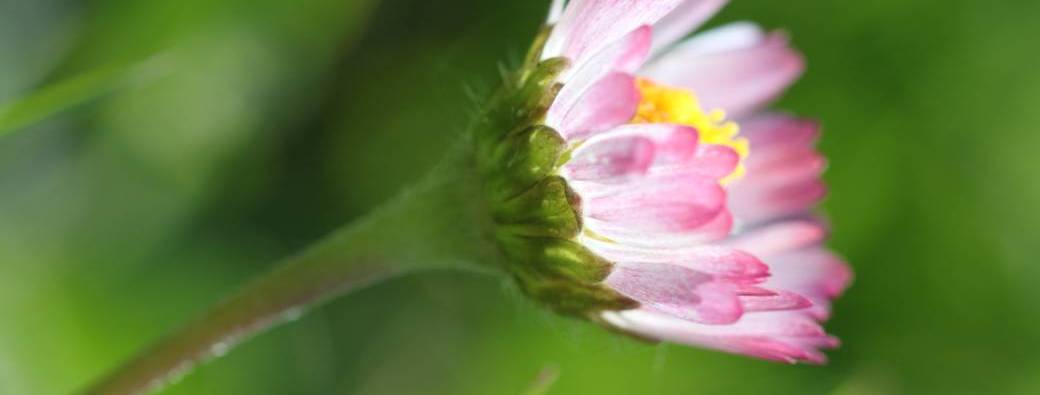 Sortie nature “Découverte des plantes locales et de leurs usages”