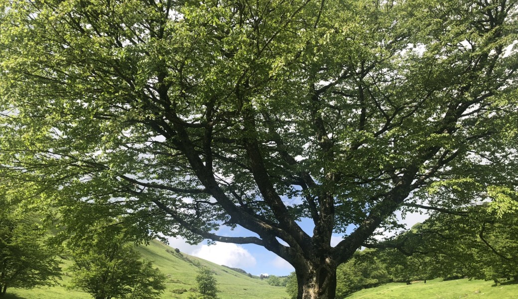 Sortie nature “Immersion sensible entre plantes, forêt et savoirs d’usage”