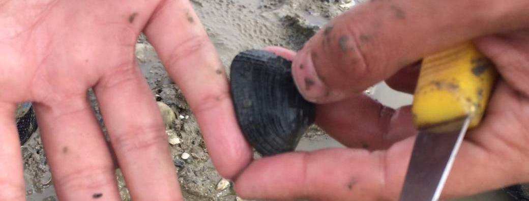 Sortie nature "Partons à la pêche aux palourdes"