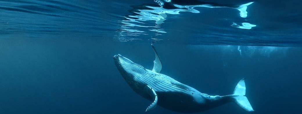 Sortie Océan - NATURA 2026