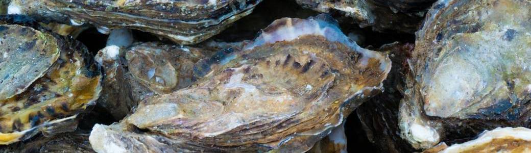 Sortie Ostréicole chez les Huîtres Tibidy