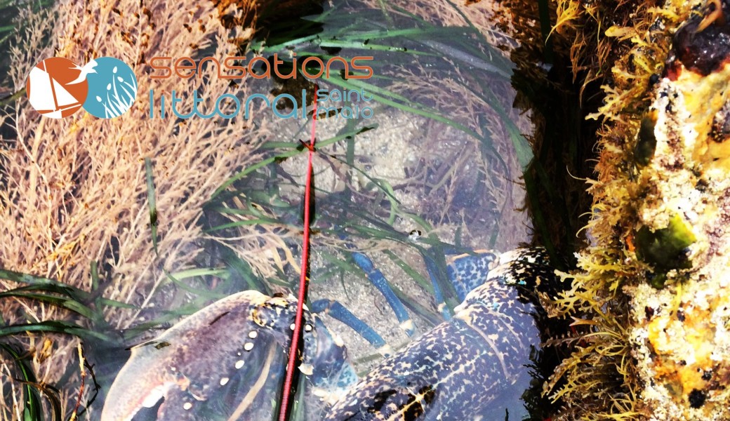 Sortie partagée pêche à pied 2h