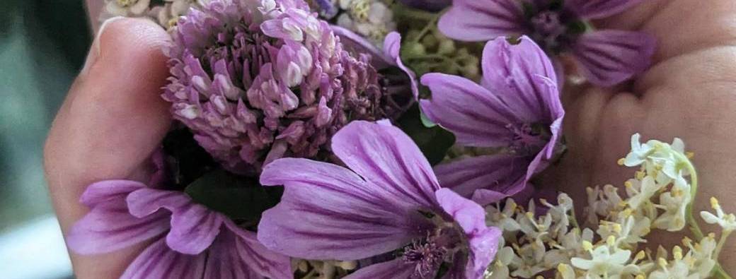 Sortie plantes comestibles et médicinales à Lyon