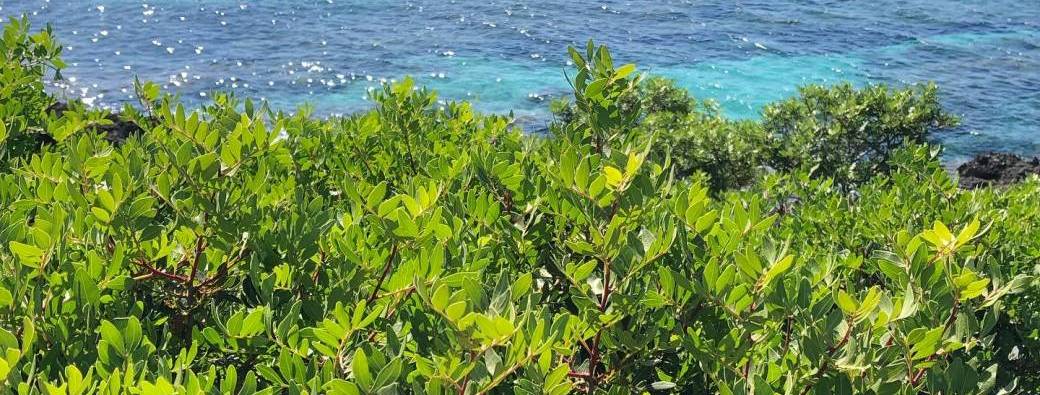 Sortie Plantes du maquis Corse