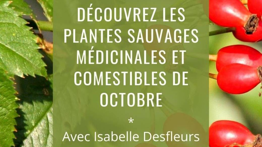 SORTIE Plantes sauvages médicinales & comestibles de Octobre (Bois de Vincennes)