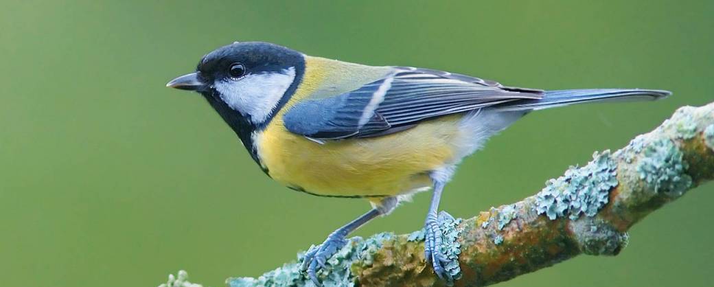 Soutien "Chant d'oiseaux"